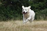 GOLDEN RETRIEVER 743